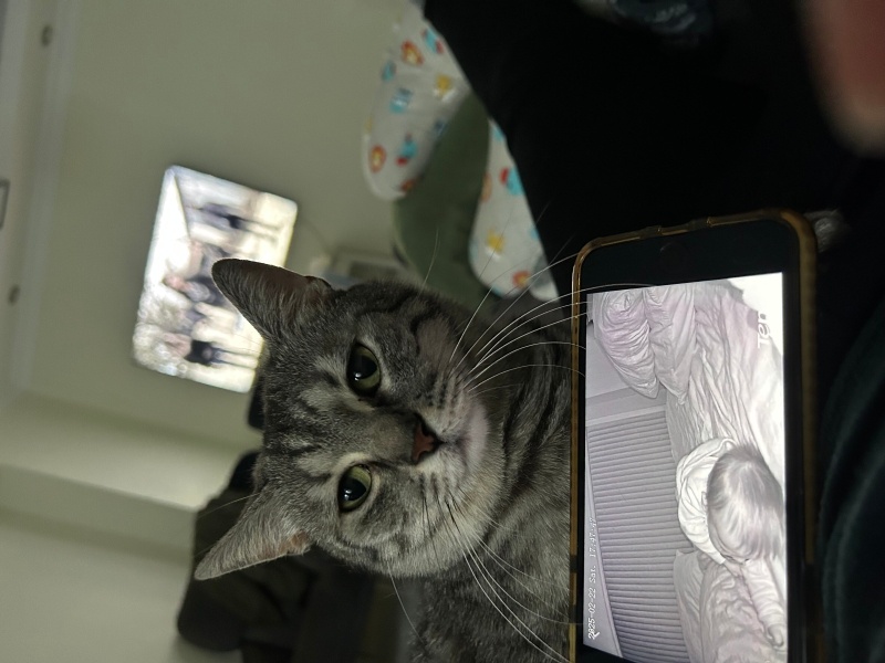 Tekir Kedi, Kedi  Fındık fotoğrafı