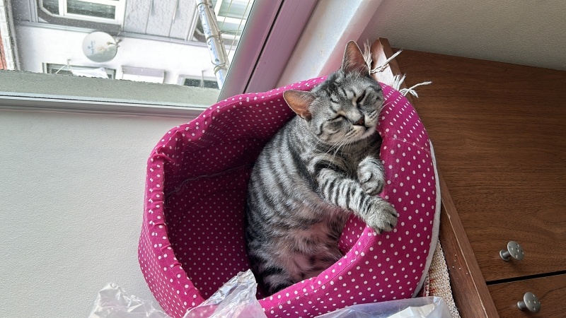Tekir Kedi, Kedi  Fındık fotoğrafı