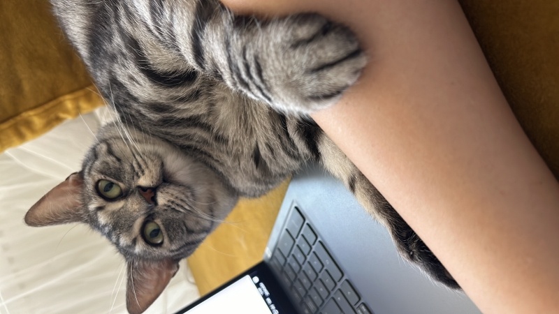 Tekir Kedi, Kedi  Fındık fotoğrafı