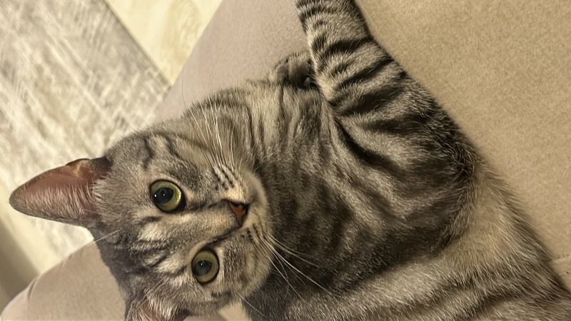 Tekir Kedi, Kedi  Fındık fotoğrafı