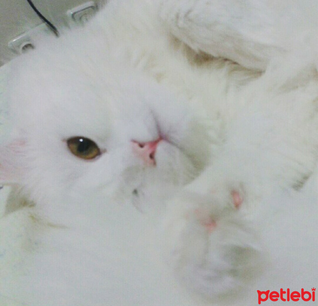 Chinchilla, Kedi  Kaymak fotoğrafı
