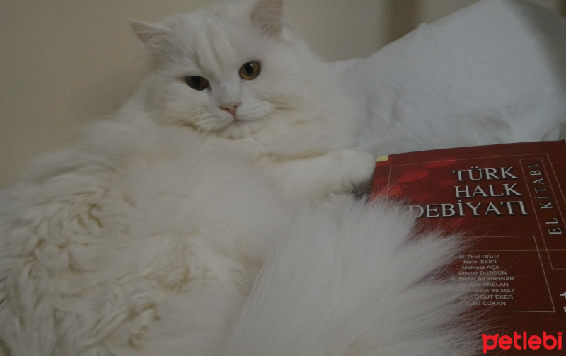 Chinchilla, Kedi  Kaymak fotoğrafı