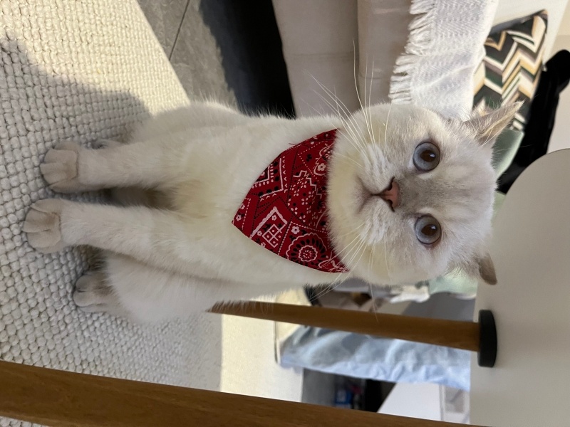 British Shorthair, Kedi  Cesur fotoğrafı