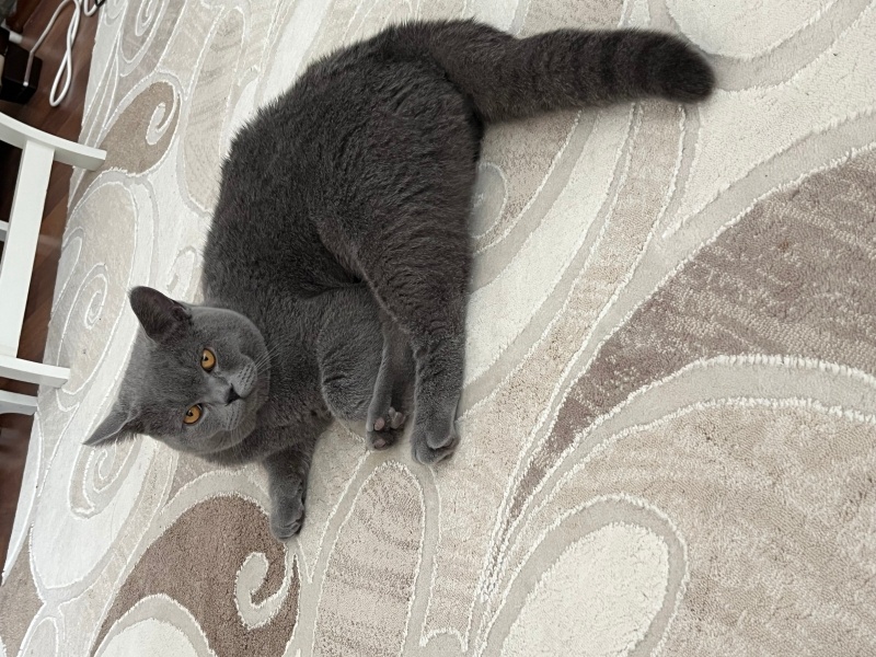British Shorthair, Kedi  Duman fotoğrafı
