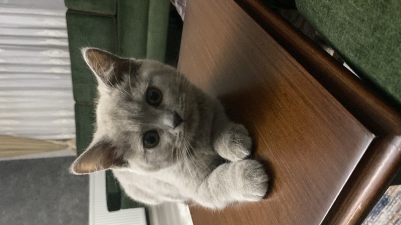 Scottish Fold, Kedi  Miya fotoğrafı