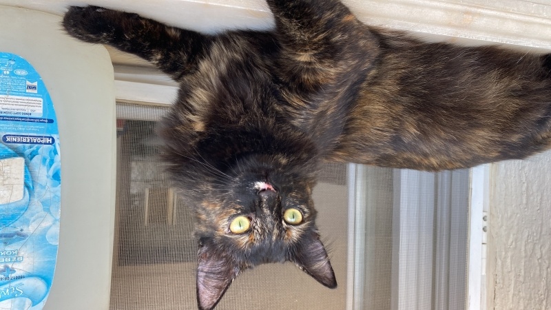 Tekir Kedi, Kedi  Şila fotoğrafı