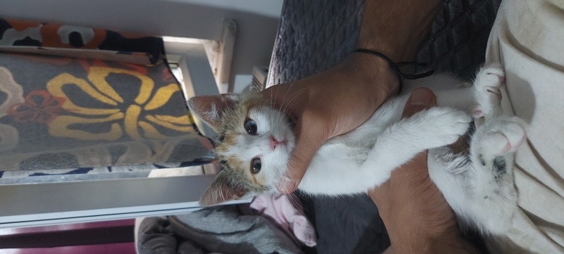 Van Kedisi, Kedi  Ayçörek fotoğrafı