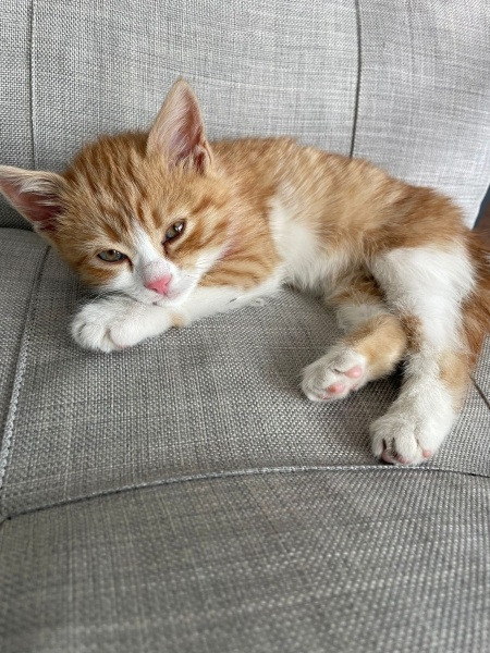 Tekir Kedi, Kedi  TARÇIN fotoğrafı