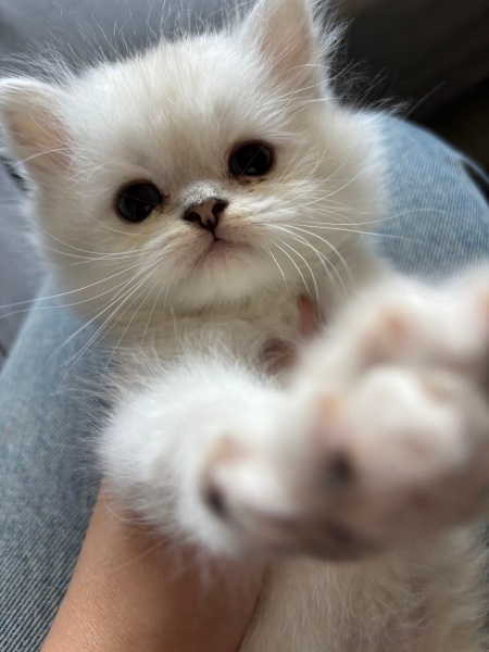 British Longhair, Kedi  Casper fotoğrafı