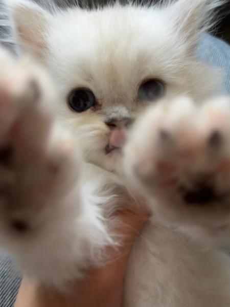 British Longhair, Kedi  Casper fotoğrafı