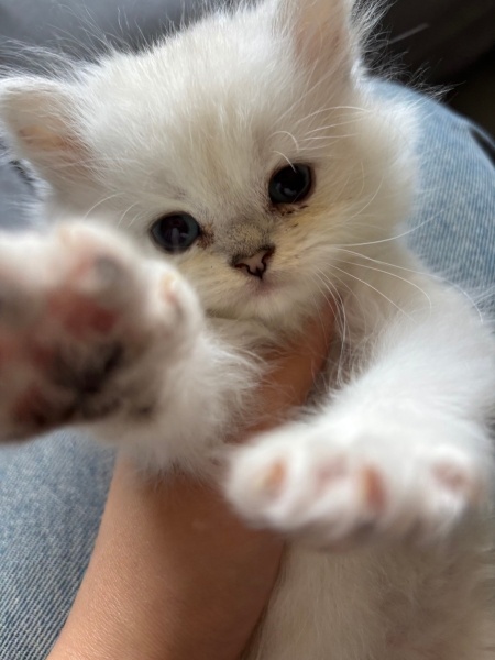British Longhair, Kedi  Casper fotoğrafı