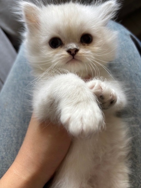 British Longhair, Kedi  Casper fotoğrafı