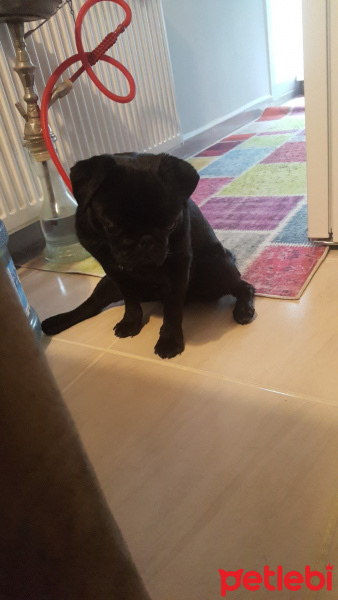 Pug, Köpek  Gece fotoğrafı