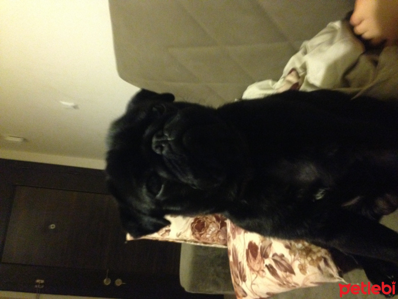 Pug, Köpek  Gece fotoğrafı