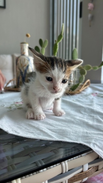 Tekir Kedi, Kedi  Mısır fotoğrafı