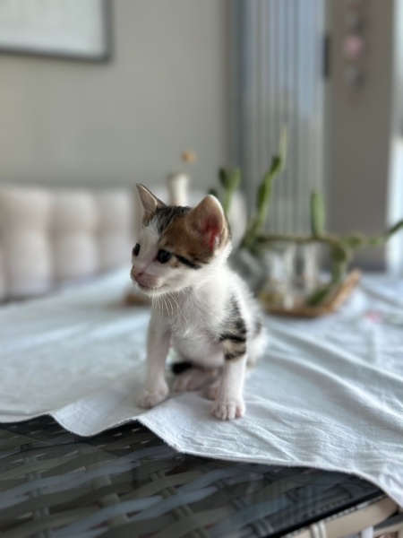 Tekir Kedi, Kedi  Mısır fotoğrafı