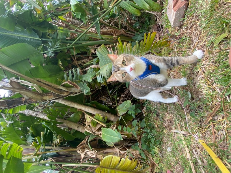 Tekir Kedi, Kedi  Appa fotoğrafı
