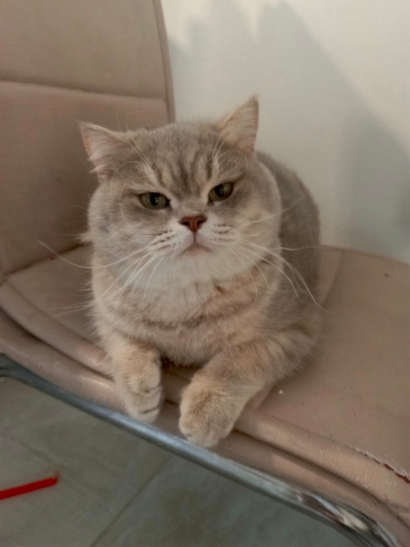 British Shorthair, Kedi  Mıncır fotoğrafı