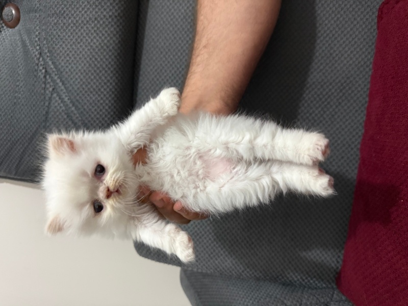 İran Kedisi (Persian), Kedi  İRAN KEDİSİ fotoğrafı