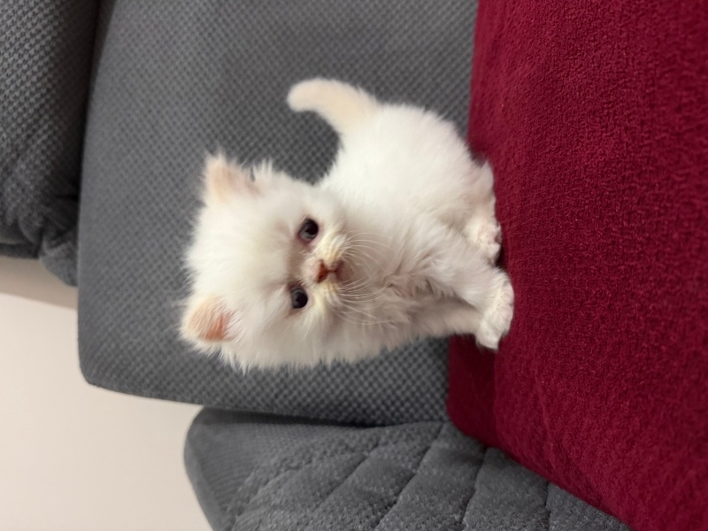 İran Kedisi (Persian), Kedi  İRAN KEDİSİ fotoğrafı