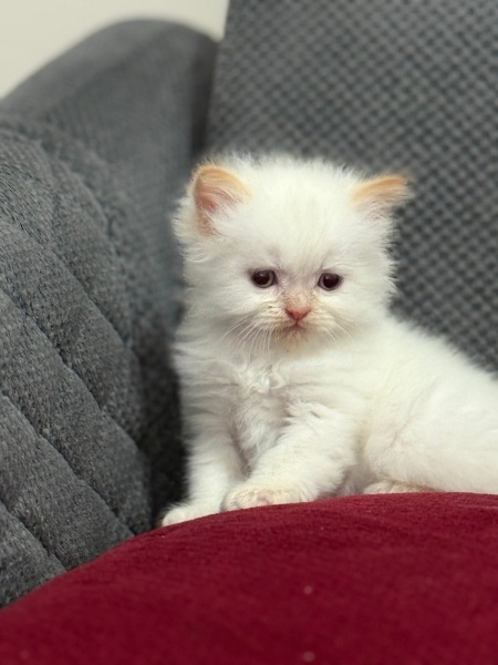 İran Kedisi (Persian), Kedi  İRAN KEDİSİ fotoğrafı