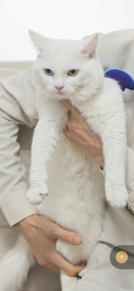 Van Kedisi, Kedi  Dorin fotoğrafı