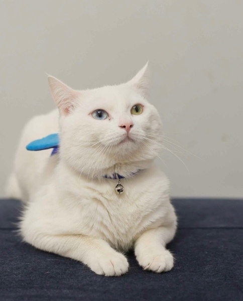 Van Kedisi, Kedi  Dorin fotoğrafı