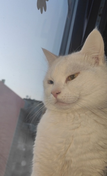 Van Kedisi, Kedi  Dorin fotoğrafı