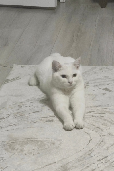 Van Kedisi, Kedi  Dorin fotoğrafı