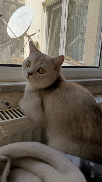 British Shorthair, Kedi  Miu fotoğrafı