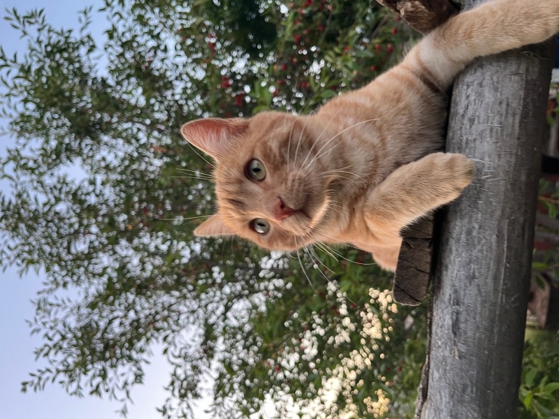 Sarman, Kedi  pamuk fotoğrafı