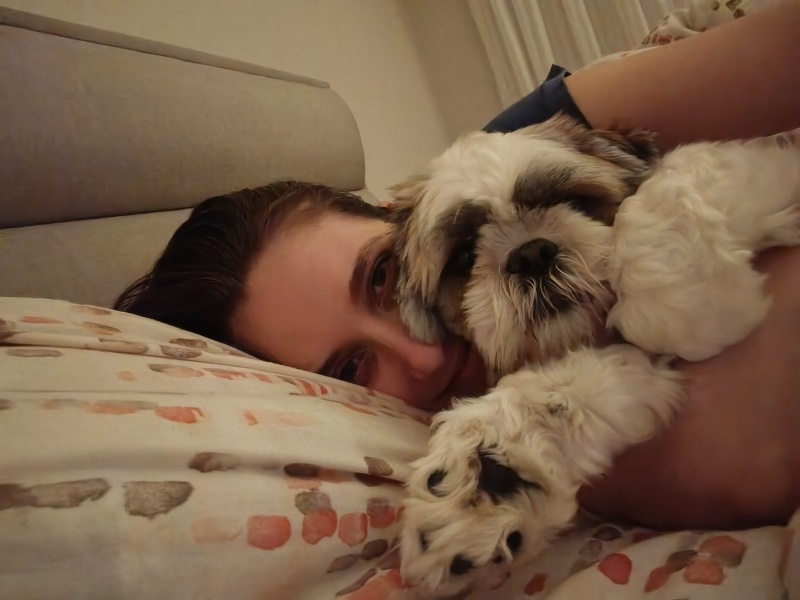 Shih Tzu, Köpek  Odin fotoğrafı