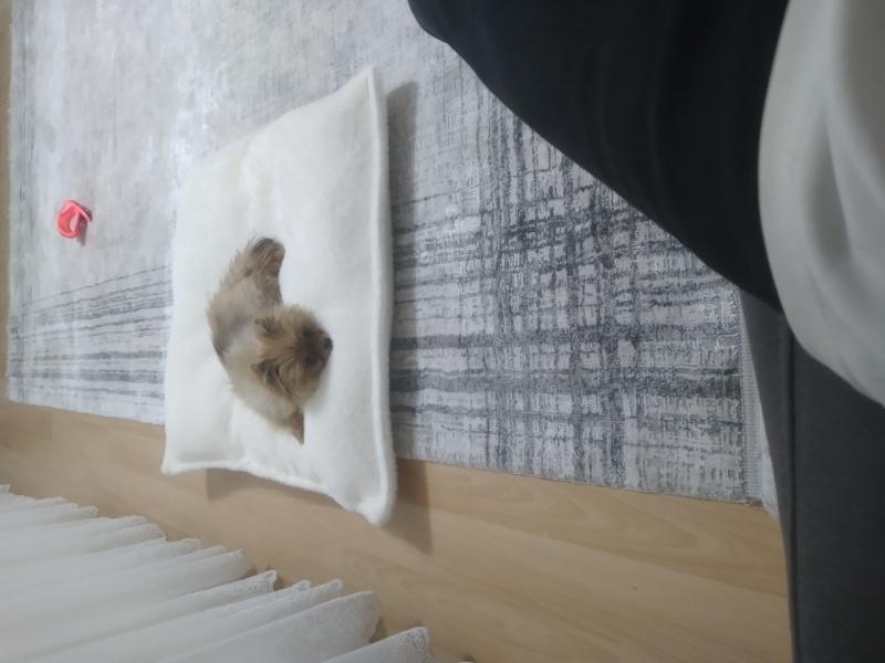 Pomeranyalı, Köpek  Lina satılıktır fotoğrafı
