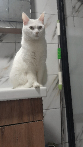 Ankara Kedisi, Kedi  Mia fotoğrafı
