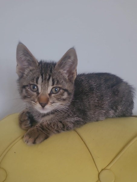 Tekir Kedi, Kedi  sütlaç ve maya fotoğrafı