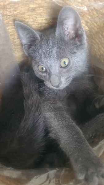 Tekir Kedi, Kedi  sütlaç ve maya fotoğrafı