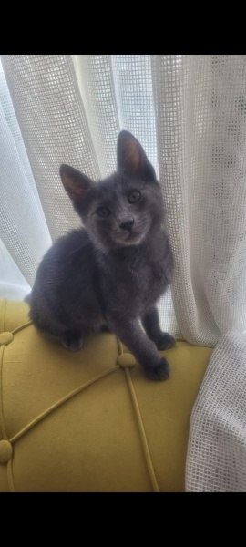 Tekir Kedi, Kedi  sütlaç ve maya fotoğrafı