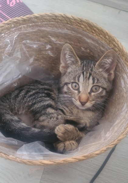 Tekir Kedi, Kedi  sütlaç ve maya fotoğrafı