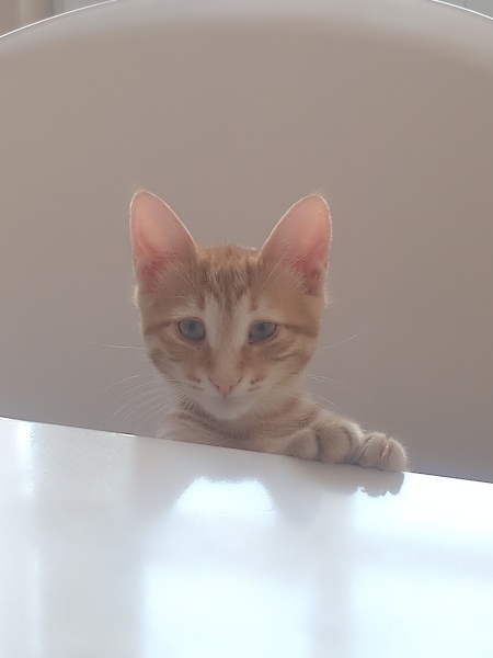 Sarman, Kedi  Mia fotoğrafı