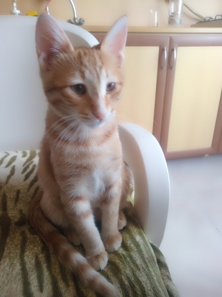 Sarman, Kedi  Mia fotoğrafı