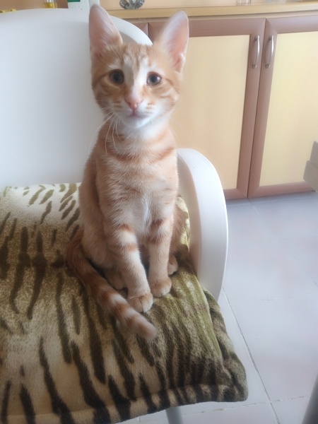 Sarman, Kedi  Mia fotoğrafı