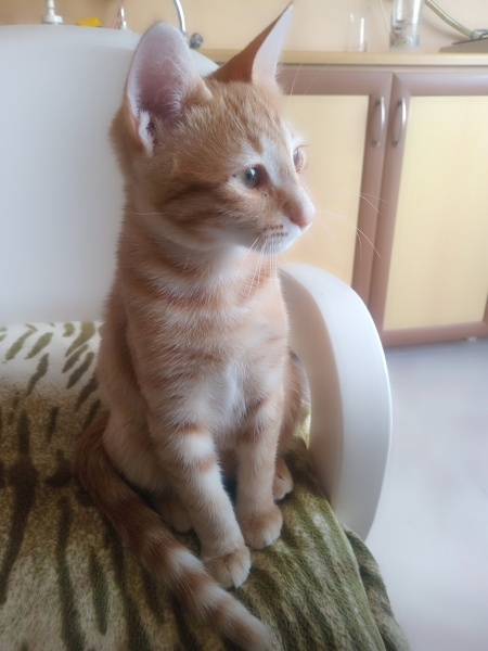 Sarman, Kedi  Mia fotoğrafı