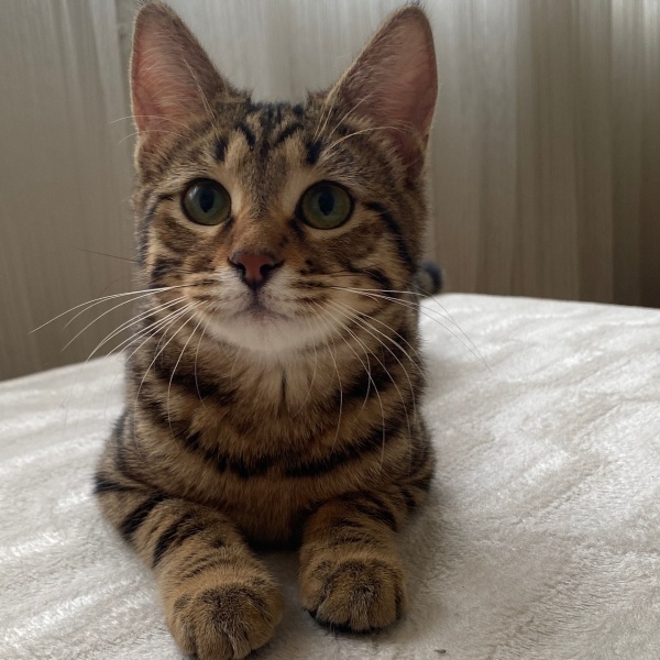 Tekir Kedi, Kedi  Cingöz fotoğrafı