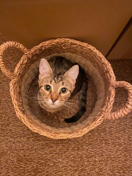 Tekir Kedi, Kedi  Cingöz fotoğrafı