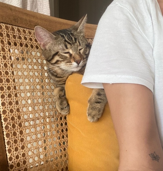 Tekir Kedi, Kedi  Cingöz fotoğrafı