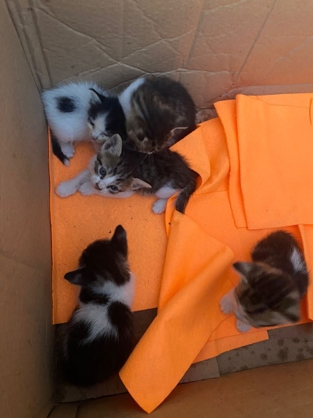 Tekir Kedi, Kedi  Cingöz fotoğrafı