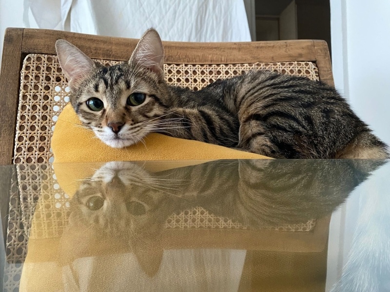 Tekir Kedi, Kedi  Cingöz fotoğrafı