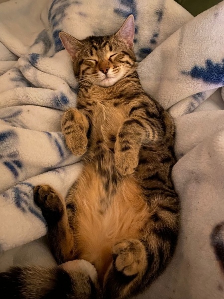Tekir Kedi, Kedi  Cingöz fotoğrafı