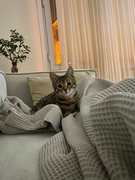 Tekir Kedi, Kedi  Cingöz fotoğrafı