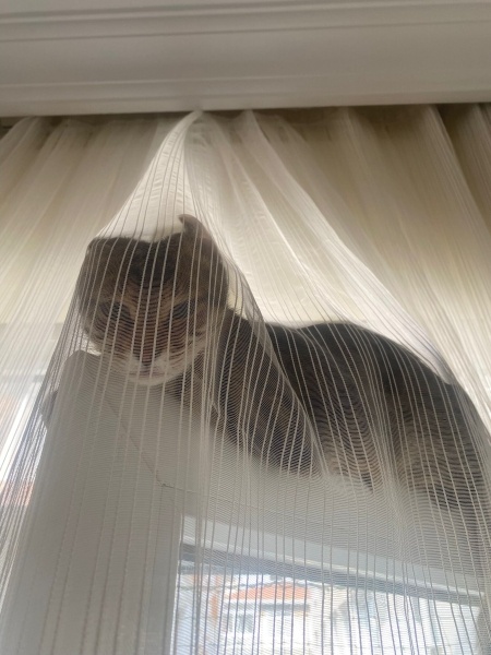 Tekir Kedi, Kedi  Cingöz fotoğrafı